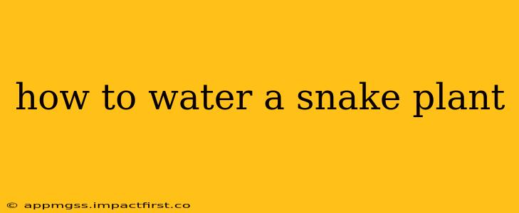 how to water a snake plant