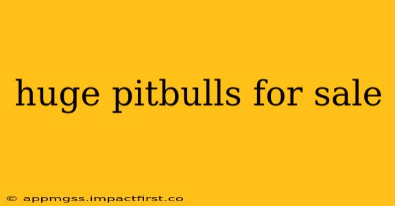 huge pitbulls for sale