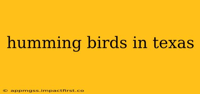 humming birds in texas