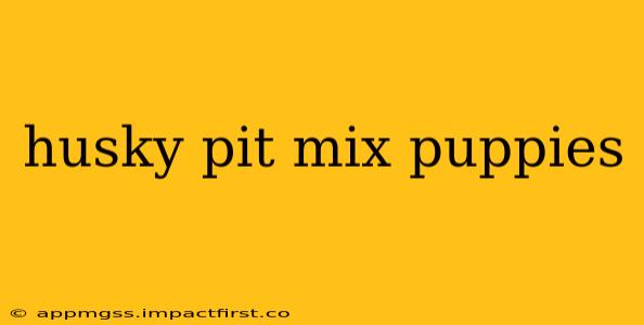 husky pit mix puppies