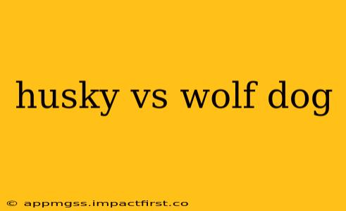 husky vs wolf dog