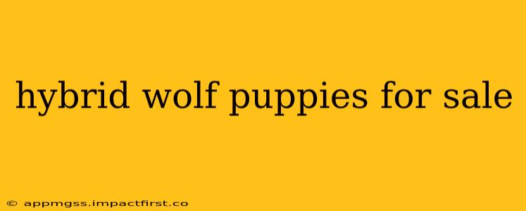 hybrid wolf puppies for sale