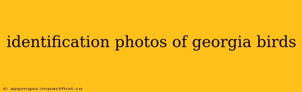 identification photos of georgia birds