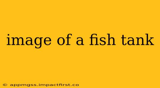 image of a fish tank