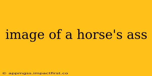 image of a horse's ass