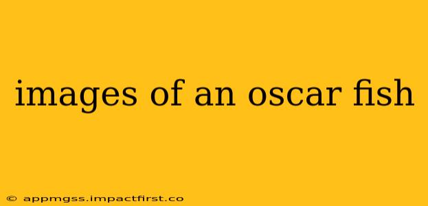 images of an oscar fish
