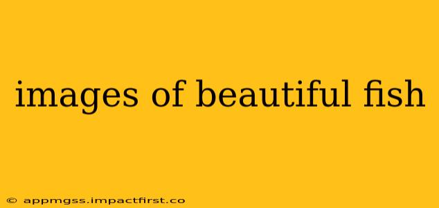 images of beautiful fish