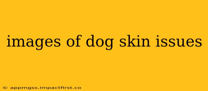 images of dog skin issues