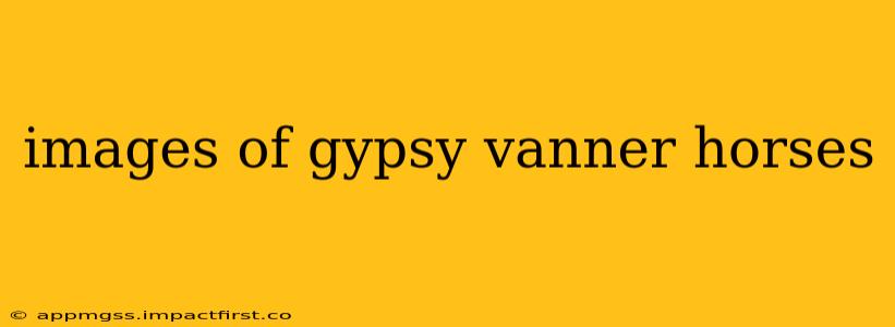 images of gypsy vanner horses
