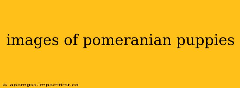 images of pomeranian puppies
