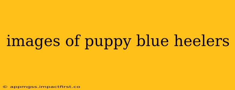 images of puppy blue heelers