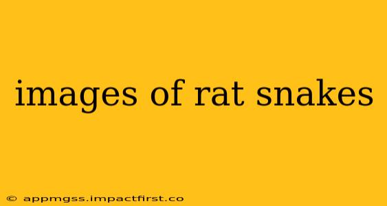 images of rat snakes