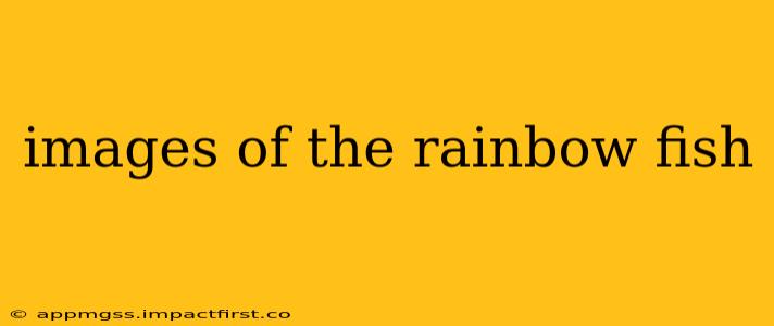 images of the rainbow fish