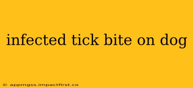 infected tick bite on dog