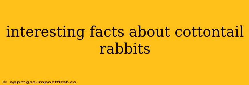 interesting facts about cottontail rabbits