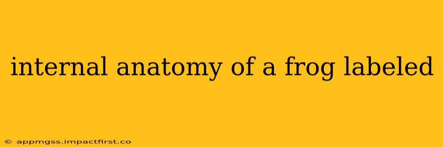 internal anatomy of a frog labeled