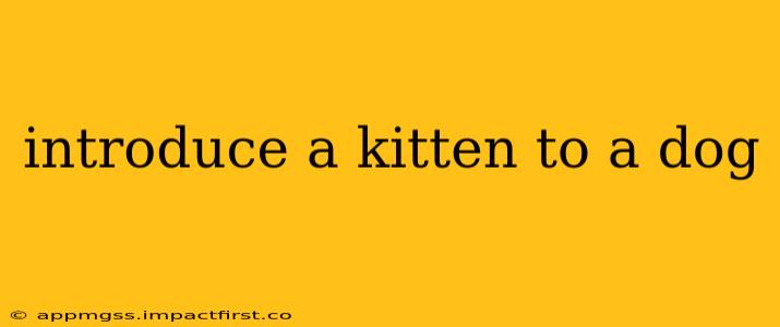 introduce a kitten to a dog