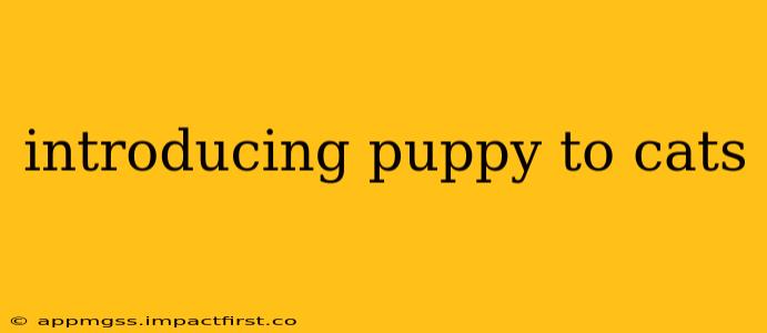 introducing puppy to cats
