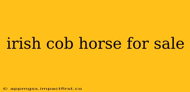 irish cob horse for sale