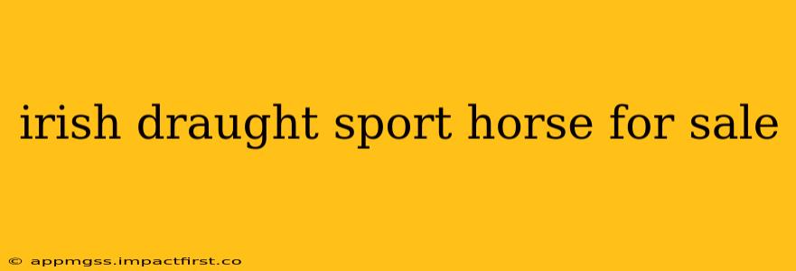 irish draught sport horse for sale