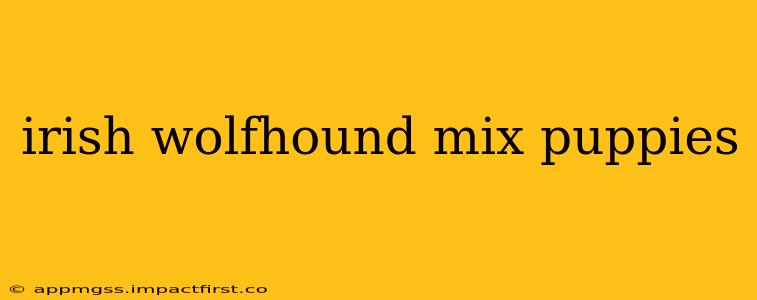 irish wolfhound mix puppies