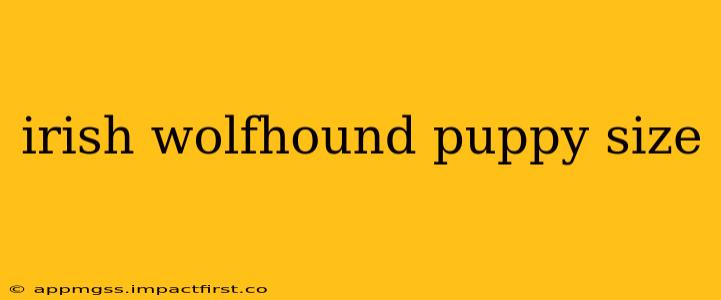 irish wolfhound puppy size