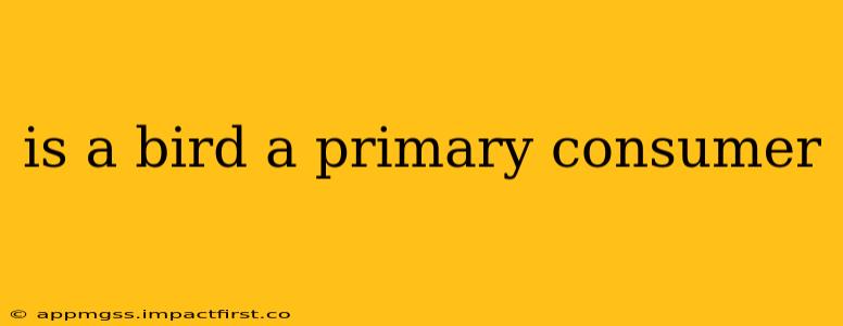 is a bird a primary consumer