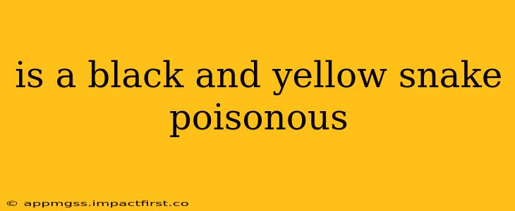 is a black and yellow snake poisonous