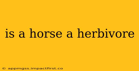 is a horse a herbivore