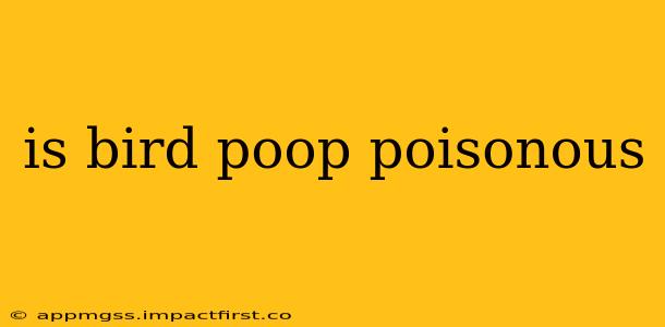 is bird poop poisonous