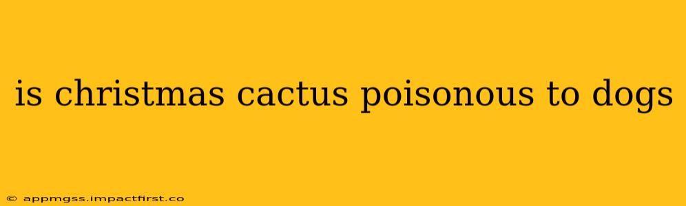 is christmas cactus poisonous to dogs