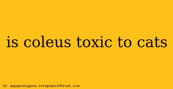 is coleus toxic to cats