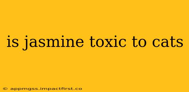 is jasmine toxic to cats