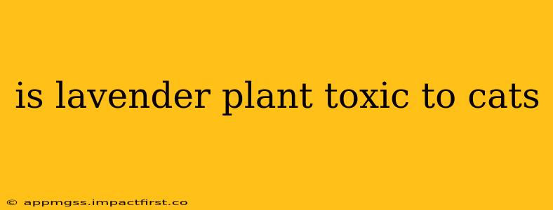 is lavender plant toxic to cats