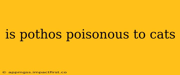is pothos poisonous to cats