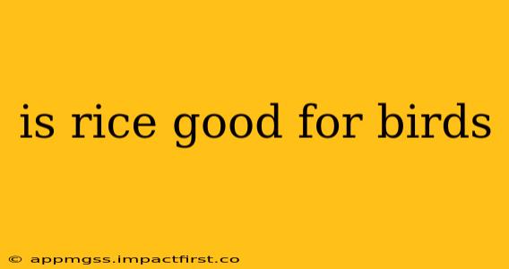 is rice good for birds
