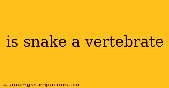 is snake a vertebrate