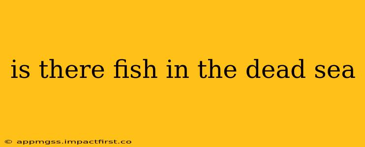 is there fish in the dead sea