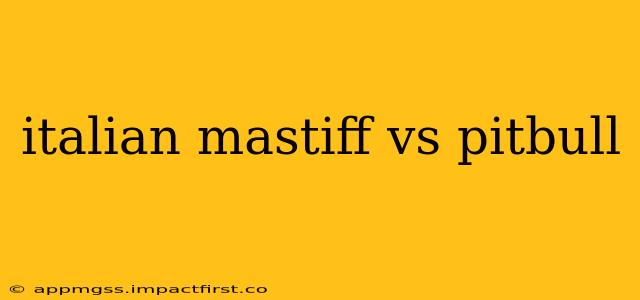 italian mastiff vs pitbull