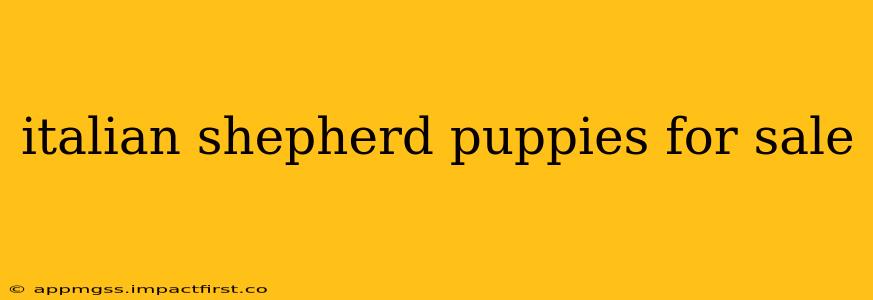 italian shepherd puppies for sale