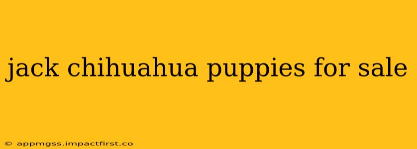 jack chihuahua puppies for sale