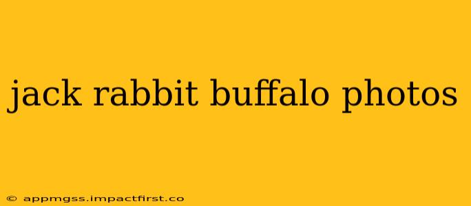 jack rabbit buffalo photos