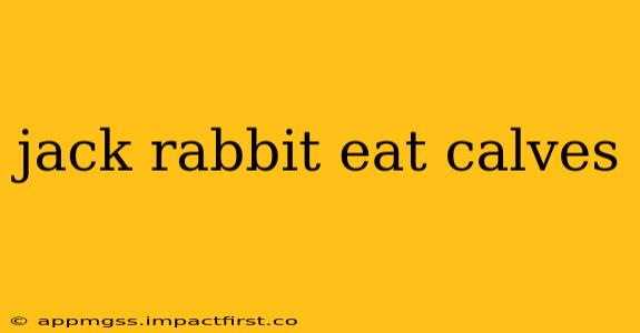 jack rabbit eat calves
