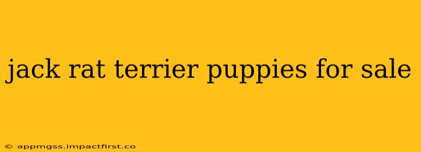 jack rat terrier puppies for sale