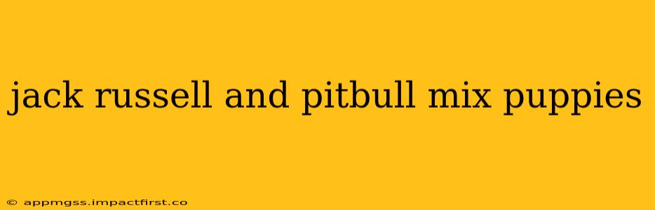 jack russell and pitbull mix puppies