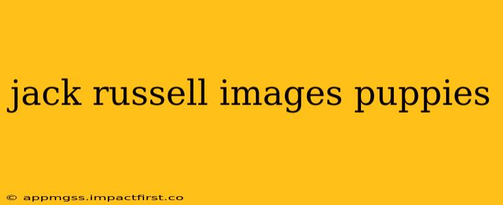 jack russell images puppies