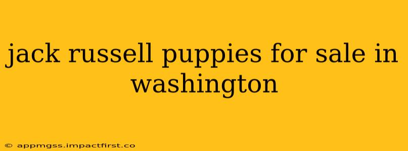 jack russell puppies for sale in washington