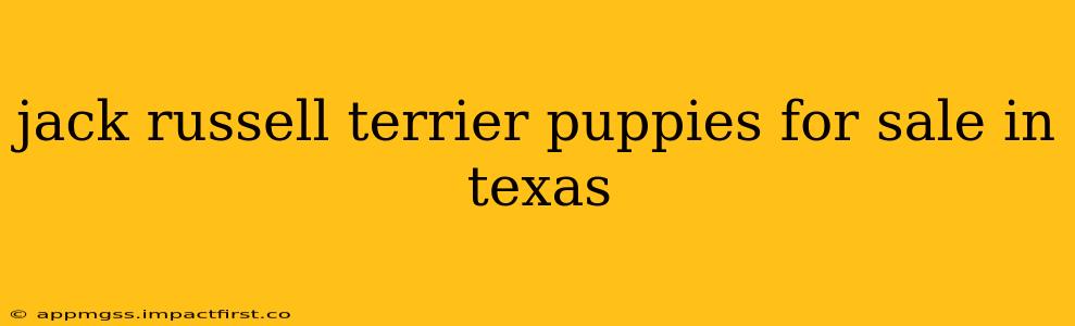jack russell terrier puppies for sale in texas