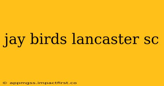 jay birds lancaster sc