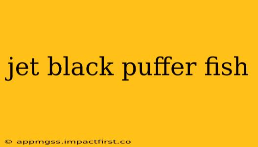 jet black puffer fish